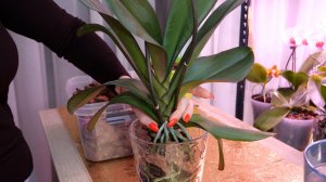 Понять куда и как пересадить орхидею. Пересадка Интерьерная.