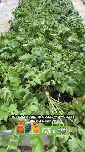 Капусту собираем в ноябре! смотреть онлайн
