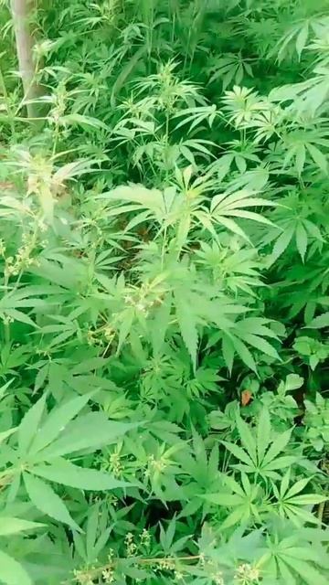 marihuanna!!!!!!!!!!!!!!!! смотреть онлайн