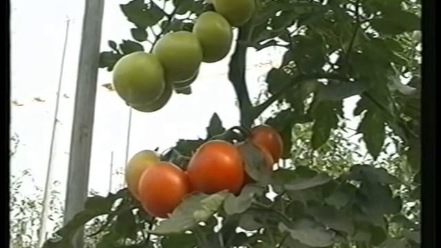 CULTIVO DE TOMATE EN INTENSIVO SEGUNDA PARTE смотреть онлайн