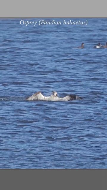Osprey dives and catches a bay bass, then decides to release it #wildlife #predator #osprey смотреть онлайн