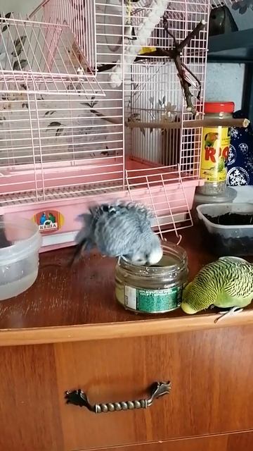 /попугаи купаются//два попугая//Кеша и его друг//утренние процедуры//перед уборкой//банные процедур смотреть онлайн