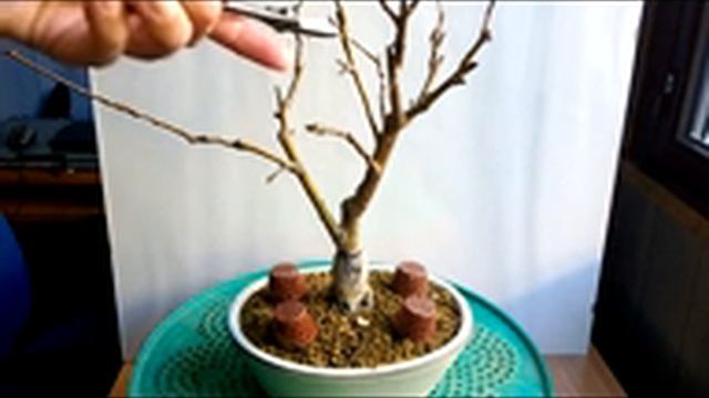 BONSAI-MALUS HALLIANA смотреть онлайн