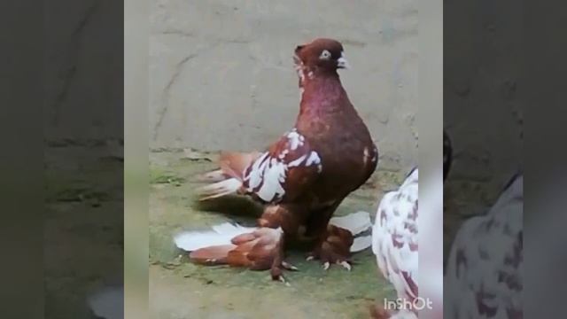 Андижанские голуби Мухаммада смотреть онлайн