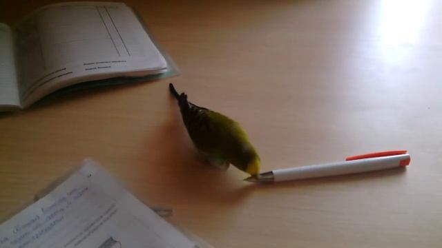 Любимое занятие попугая Ромы:)# смотреть онлайн