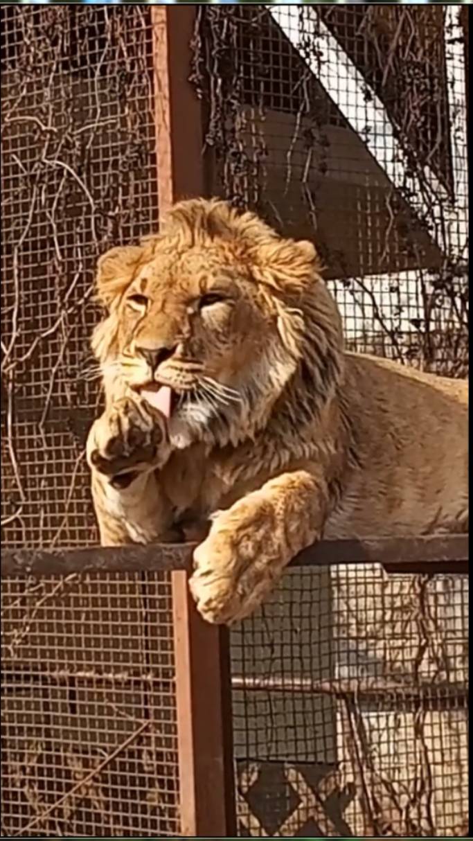 Кто самый умный? Лев ШЕРХАН. #шерхан_тайган #шерхан #лев #lion #animals #юмор #shortvideo смотреть онлайн