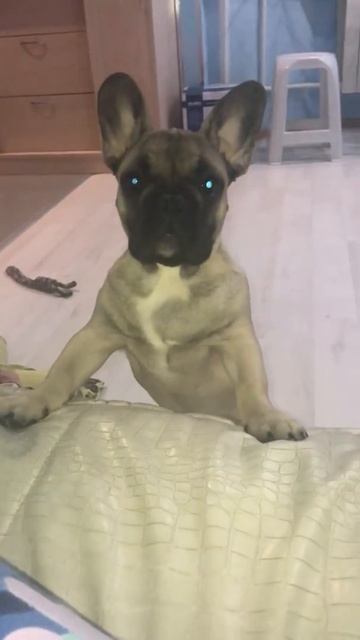 Французский бульдог Мартин, просится на диван смотреть онлайн