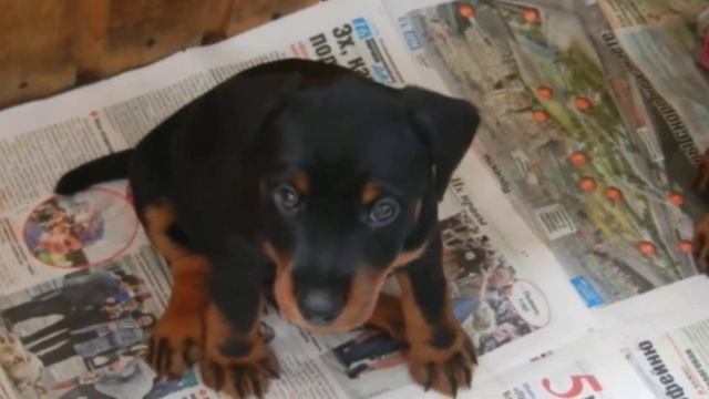 щенкам 1м 11дней ( ART 2. х FOXA vom Rexon forst)». смотреть онлайн