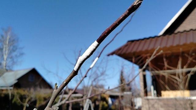 Прививаю яблони. Март 2025. смотреть онлайн