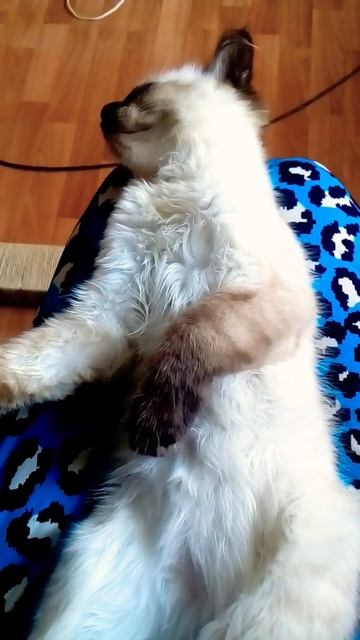 Спокойной ночи #кот #котики #shorts смотреть онлайн