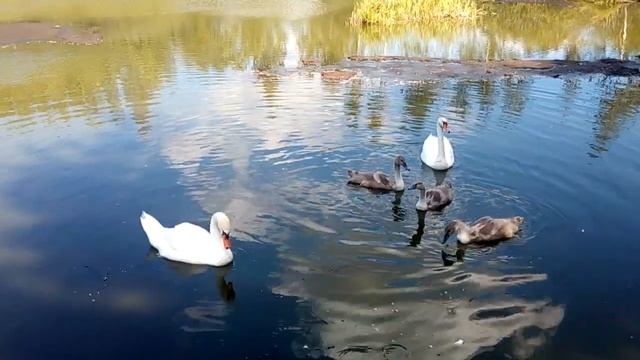 На нашем пруду лебеди. смотреть онлайн