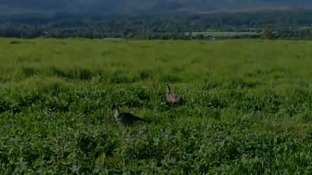 Kauai recording2014 смотреть онлайн