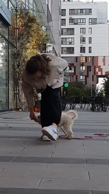 Как научить команде змейка😉 #дрессировка #мальтипу #тойпудель #пудель #собака #дети #весело #класс смотреть онлайн