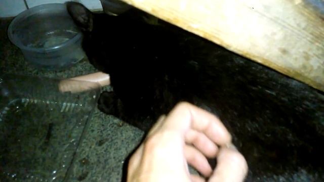 Приютили и накормили брошенного котенка. Homeless Kitten Feeding