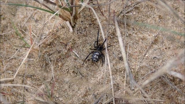Gevlekte steatoda/White Spotted False Widow (Steatoda albomaculata) смотреть онлайн