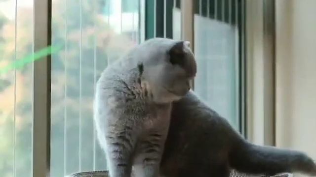 Питомник британских кошек Villa Borealis. У нас бывают котята для Вас.😜 смотреть онлайн