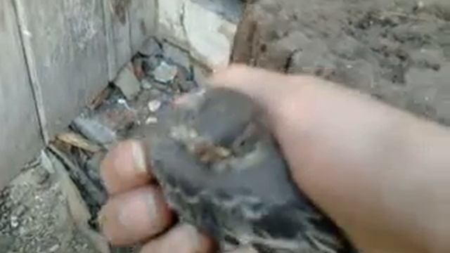 Вырос птенец трясогузки!