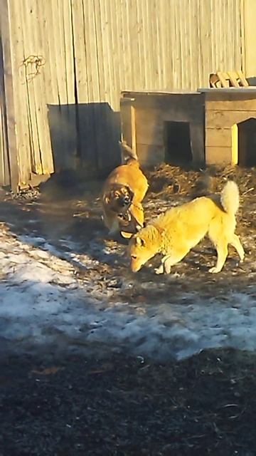 Эмансипация😅❤ смотреть онлайн