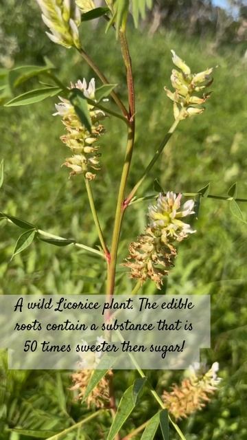 Wild Licorice Plant смотреть онлайн
