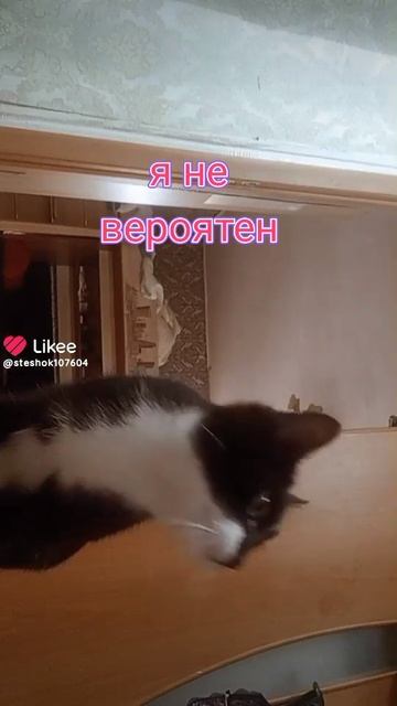 теперь вы кот смотреть онлайн