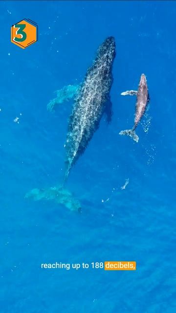 5 Facts Only | Blue Whales смотреть онлайн