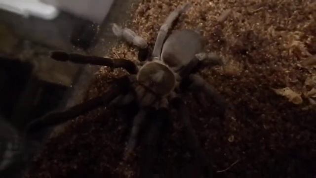 Phlogius. sp. Nunn being packed and sent to Steve Nunn - Aussie Tarantula смотреть онлайн