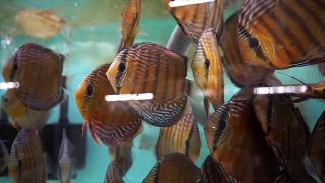 Keeping healthy discus смотреть онлайн