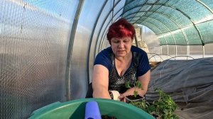 Только так делаю перевалку томатов!! Отдыхаю от подкормок в этом году, а результат на лицо