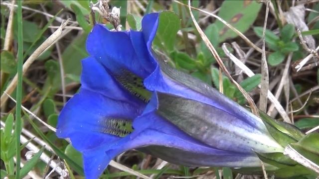 Clusijev svišč - Gentiana clusii (E.P.Perrier & Songeon) смотреть онлайн