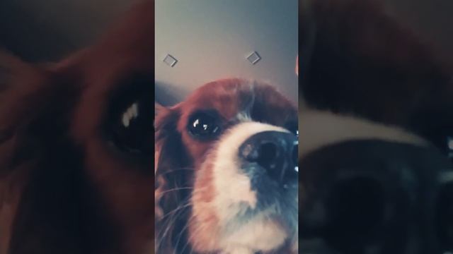 Песня Гриша и Персик! смотреть онлайн