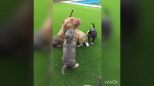 Щенки экзоты американский булли