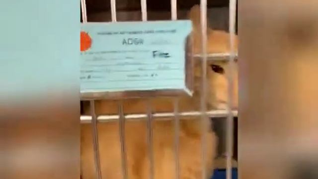 Animal Care & Control Virtual Tour | August 29th, 2022 смотреть онлайн