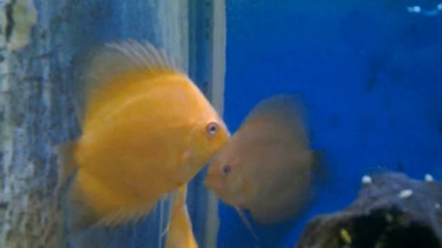 Discus red marlboro 7cm смотреть онлайн