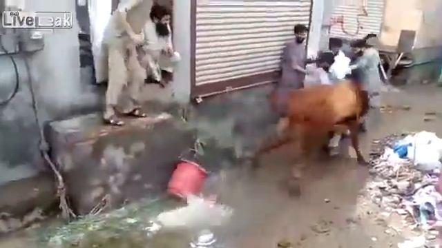 На человека напала корова смотреть онлайн