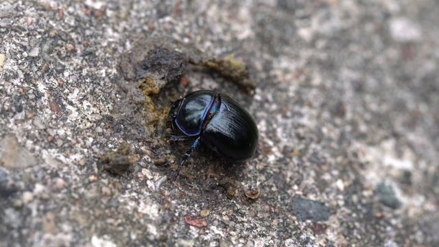 Dor beetle смотреть онлайн