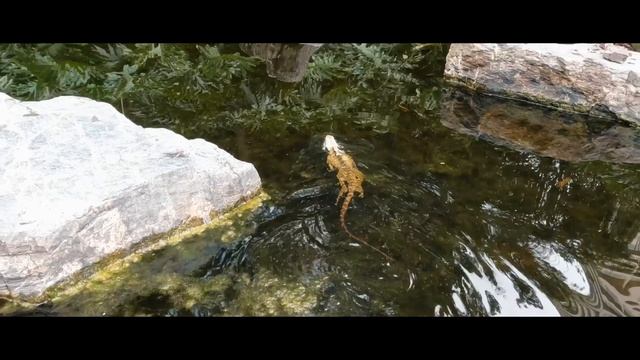 GoPro hero 10 Brisbane city botanic gardens смотреть онлайн