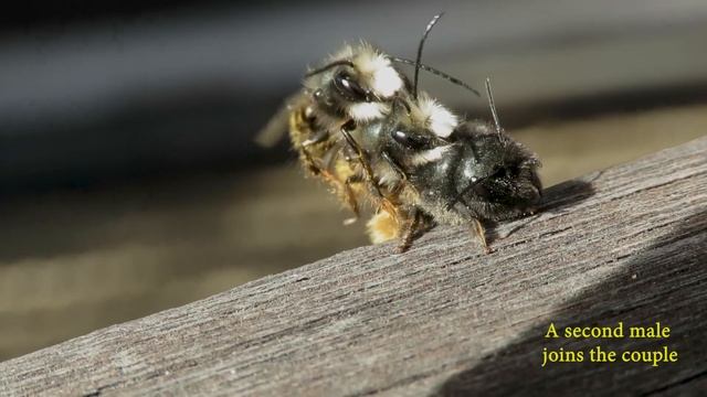 Szarvas faliméh pár az udvarlási szakaszban - Osmia cornuta couple in the courtship phase смотреть онлайн