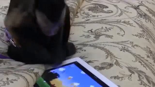 Обезьяна и планшет смотреть онлайн