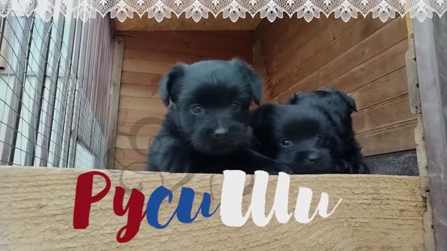 РусиШи, 5 недель