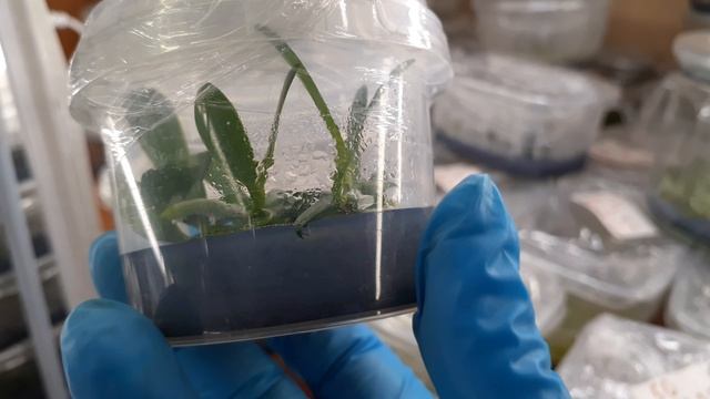 Инкубатор Орхидей🌺Приглашаю вас в Увлекательное Путешествие🔥Моя Любимая Работа💞Российские Орхид смотреть онлайн