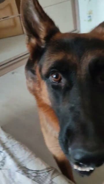 #овчарка Самая лучшая собака смотреть онлайн