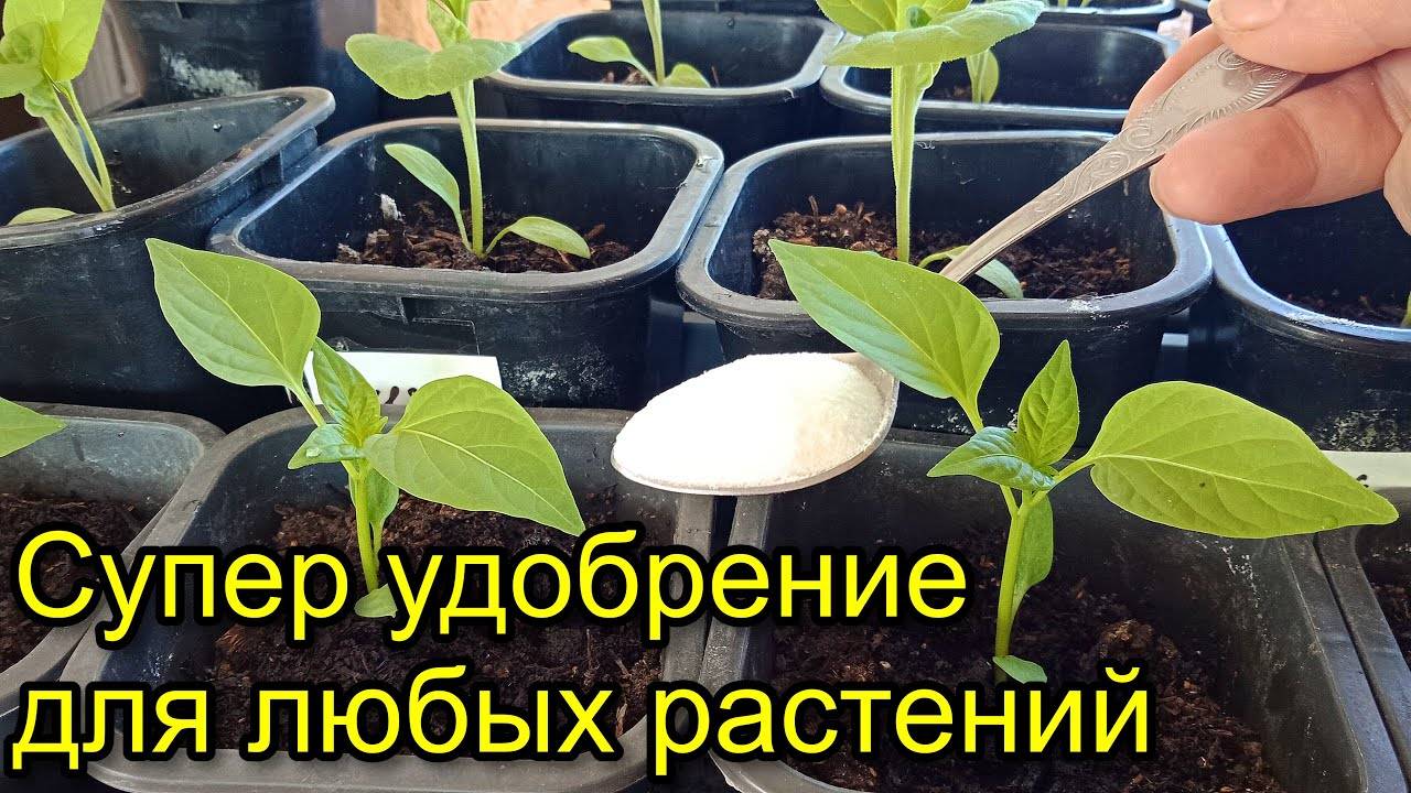 СУПЕР УДОБРЕНИЕ. Рассада не ВЫТЯГИВАЕТСЯ и не БОЛЕЕТ. ЛУЧШИЕ УДОБРЕНИЯ для любых растений. смотреть онлайн