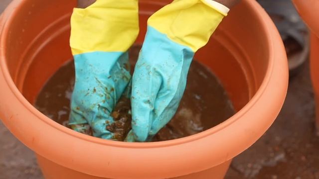 Heartyculture Nursery working to grow the African Baobab | Preserving the Tree of life смотреть онлайн