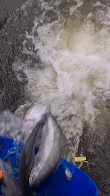 Запуск форели смотреть онлайн