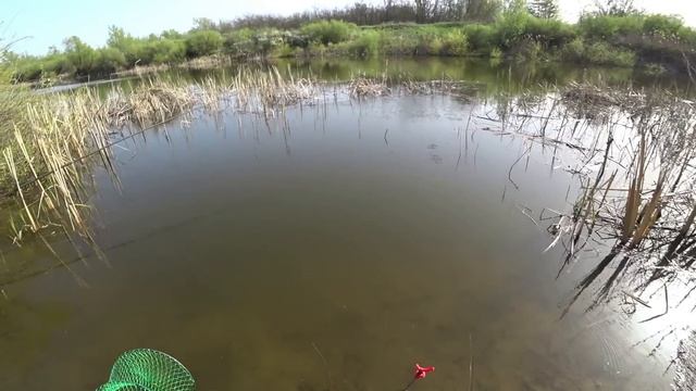 КРУПНЫЙ КАРАСЬ В ЗАРОСЛЯХ РЕКИ топит поплавки РЫБАЛКА НА УДОЧКУ