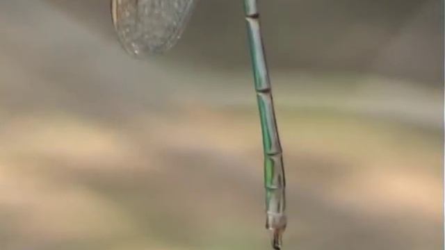 Lestes Virens  Šídlatka Zelená.mpg