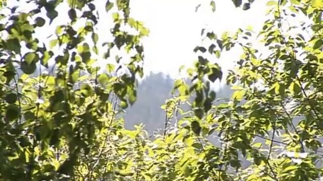 Осторожно: в лесу – особый режим! смотреть онлайн