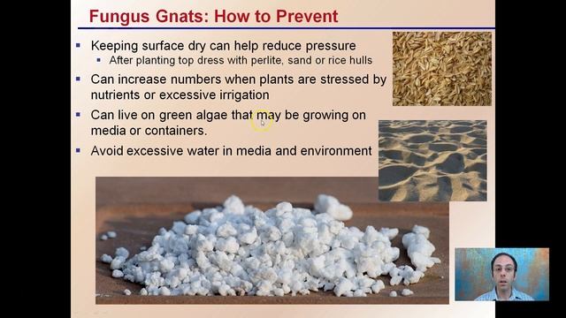 Fungus Gnats смотреть онлайн