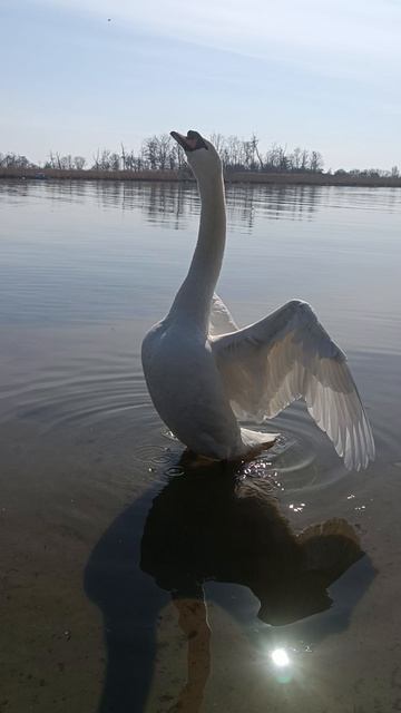 лебедь здоровается смотреть онлайн