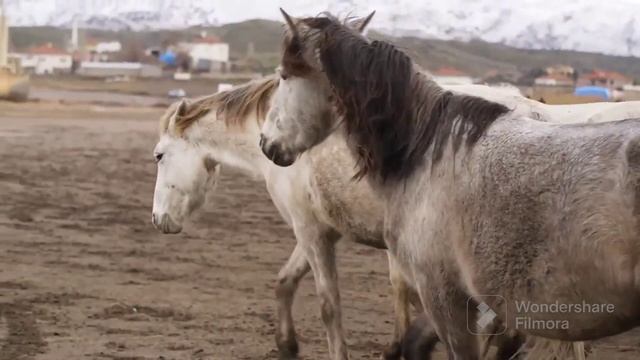 Horse Mating Amazing Video||Beautiful Natural Videography At The Zoo||
